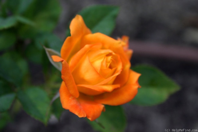 'Doris Tysterman' rose photo