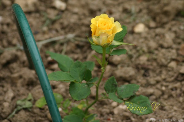 'Frisco ®' rose photo