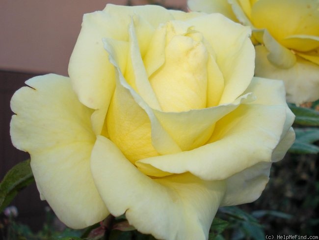 'Mabella ®' rose photo