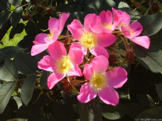 '<i>Rosa glauca</i> 'Carmenetta'' rose photo