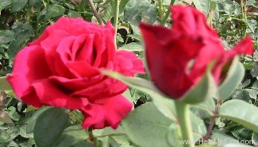 'Old Smoothie' rose photo