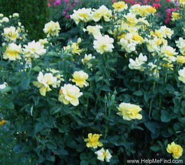 'Midas Touch ™ (Hybrid Tea, Christensen, 1992)' rose photo