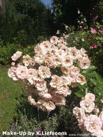 'Make-Up' rose photo