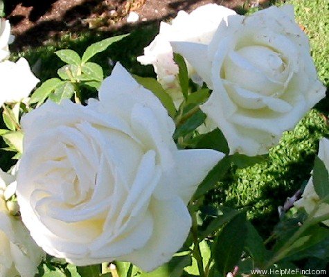 'Karen Blixen ™' rose photo