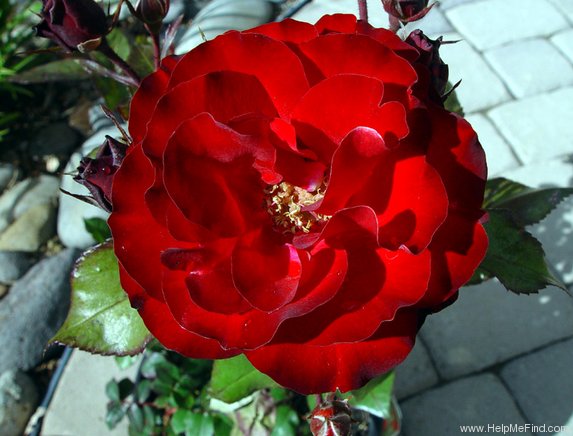 'Europeana' rose photo