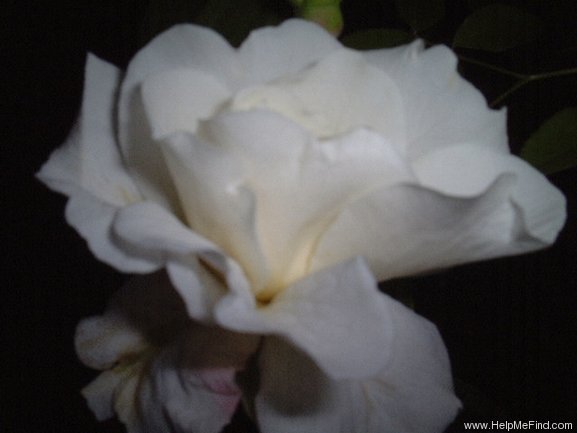 'Irene of Denmark' rose photo