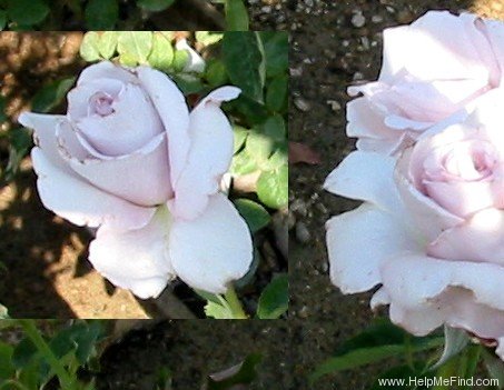 'Lagerfeld' rose photo