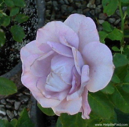 'Blue Ribbon' rose photo