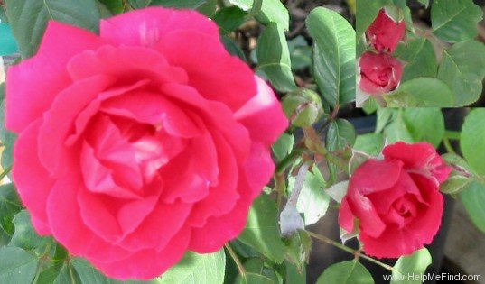 'Blaze (climber, Kallay, 1932)' rose photo