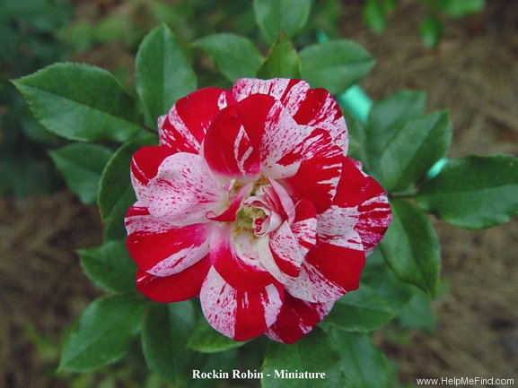 'Rockin' Robin™' rose photo