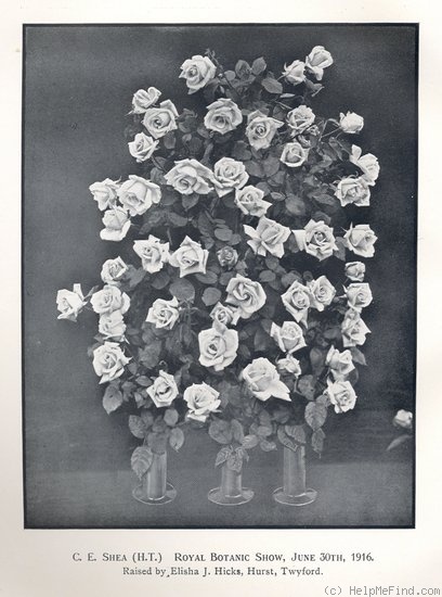 'Charles E. Shea' rose photo