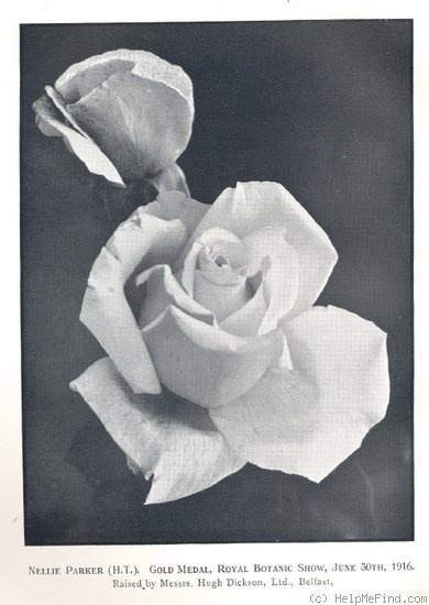 'Nellie Parker' rose photo