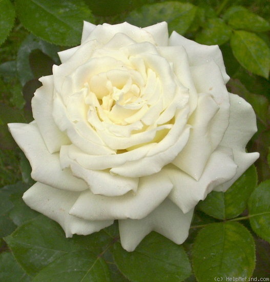 'Pope John Paul II ™ (Hybrid Tea, Zary, 2006)' rose photo