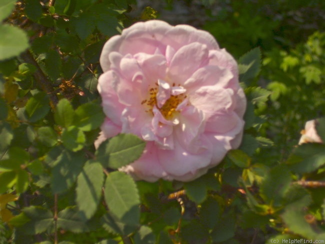 'Haidee' rose photo