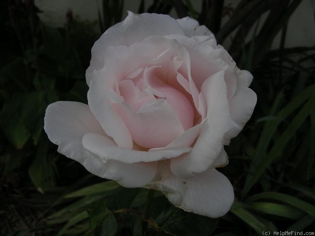 'Sweet Afton (hybrid tea, Armstrong & Swim, 1964)' rose photo