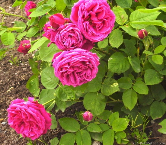 'Madame Victor Verdier' rose photo