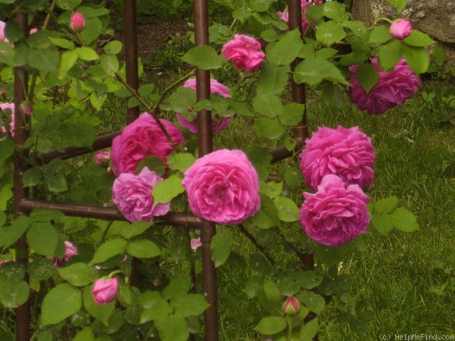 'Madame Isaac Pereire (Bourbon, Garcon, 1876)' rose photo