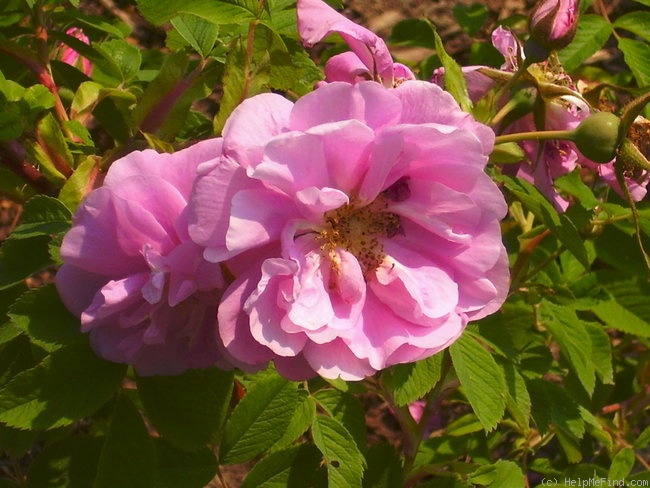 '<i>Rosa arkansana</i> 'Woodrow'' rose photo
