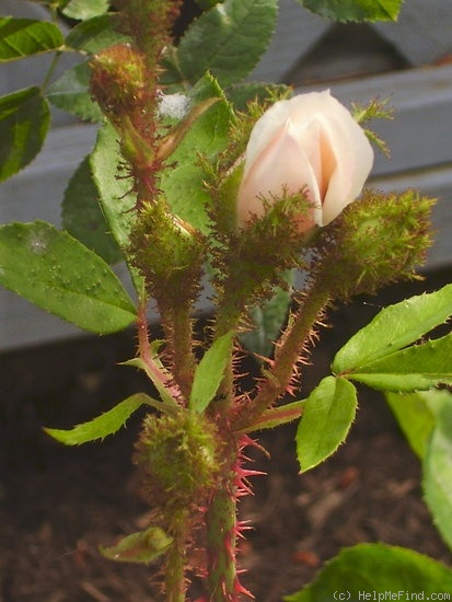 'Lady Moss' rose photo