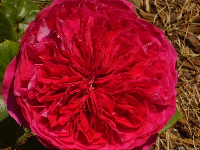 'Rouge Royale ®' rose photo