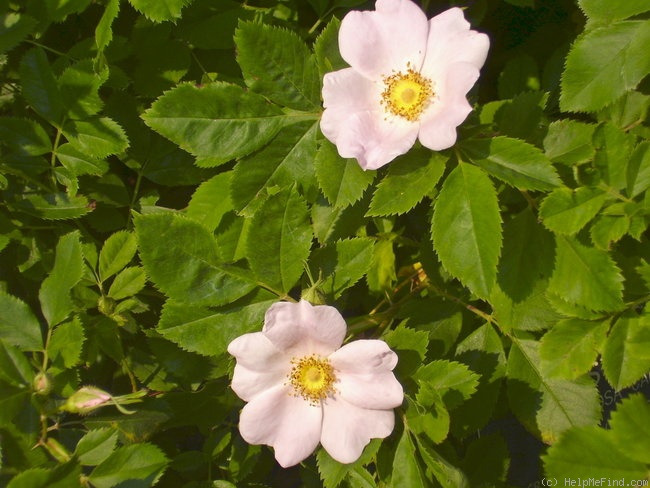 '<i>R. carolina alba</i> (Rehd.) Rehd.' rose photo