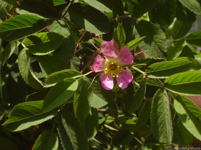 '<i>Rosa villosa</i> supsp. <i>pomifera</i> Crép. synonym' rose photo