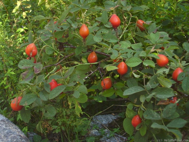 '<i>Rosa villosa</i> supsp. <i>pomifera</i> Crép. synonym' rose photo