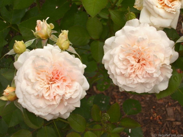 'Bredon ®' rose photo