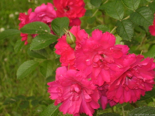 'F. J. Grootendorst (Rugosa, De Goey, 1918)' rose photo