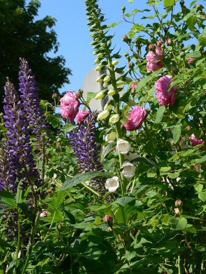 'Flor's Rose Garden'  photo
