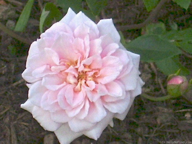 'Cécile Brunner' rose photo