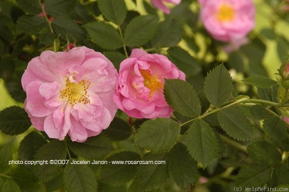 '<i>Rosa canina</i> 'Abbotswood'' rose photo