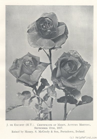 'J. de Escofet' rose photo