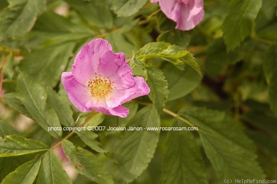 'Rosa pendulina inermis' rose photo