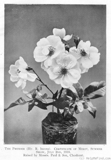 'Premier (hybrid tea, cl., Paul 1918)' rose photo