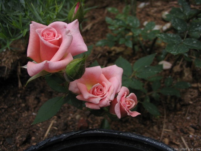 'Anne Hering' rose photo