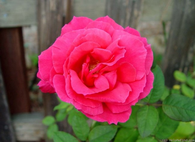 'Electron ® (hybrid tea, McGredy, 1962)' rose photo