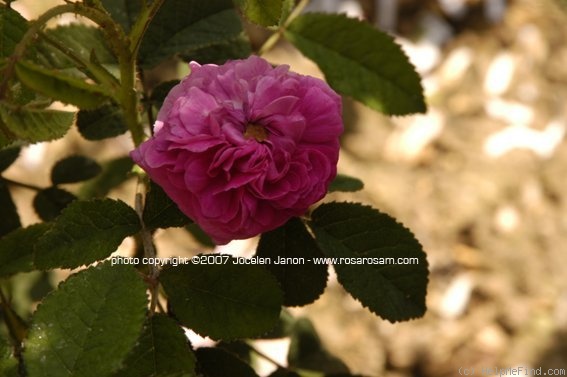 'Alector Cramoisi' rose photo