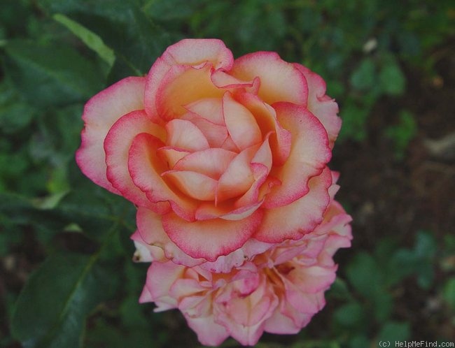 'Tabasco® (florists rose, NIRP, 2006)' rose photo