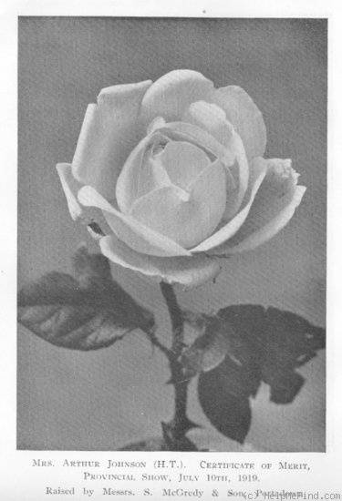 'Mrs. Arthur Johnson' rose photo
