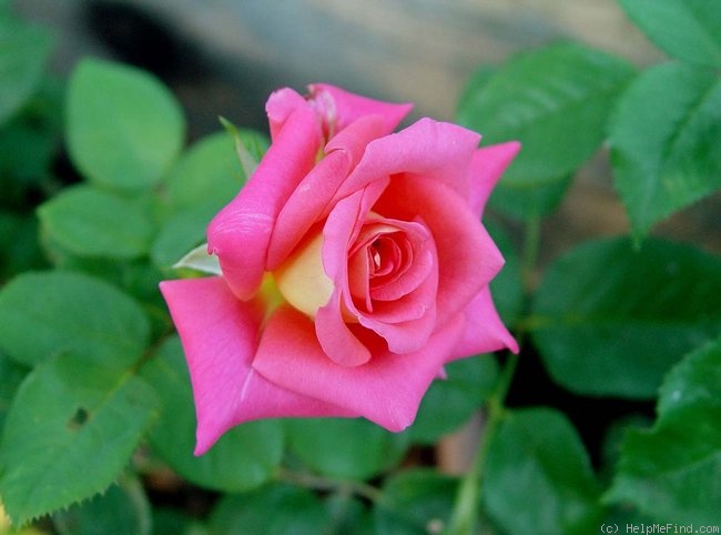 'Bolivar ™' rose photo