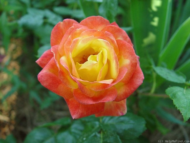 'Judy Garland' rose photo