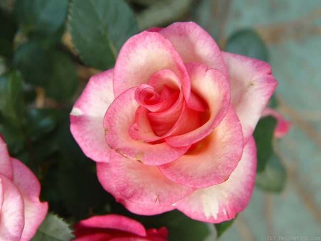 'Alto Parade' rose photo