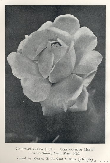 'Constance Casson' rose photo