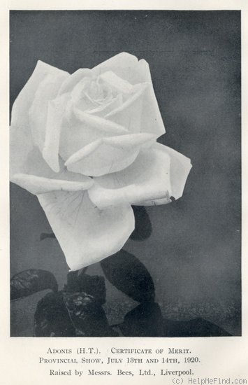'Adonis (hybrid tea, Bees, 1920)' rose photo