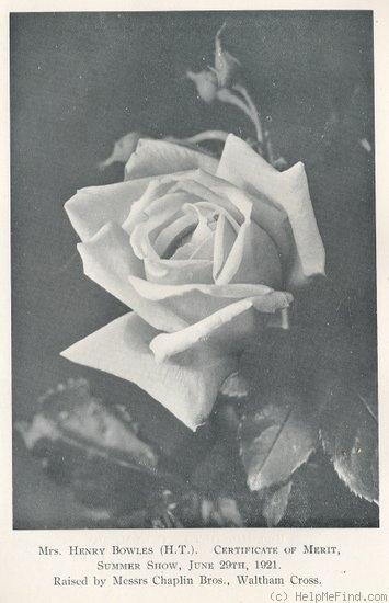 'Mrs. Henry Bowles' rose photo