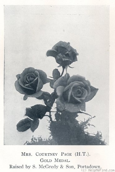 'Mrs. Courtney Page' rose photo