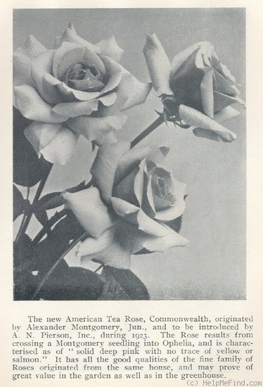 'Commonwealth (hybrid tea, Montgomery, 1923)' rose photo