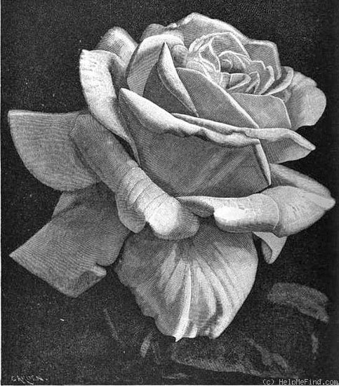 'Hon. Edith Gifford' rose photo