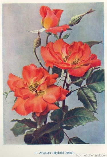 'I Zingari (Hybrid Tea, Pemberton, 1925)' rose photo
